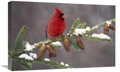 Global Gallery GCS-397329-1624-142 16 x 24 in. Northern Cardinal Male&