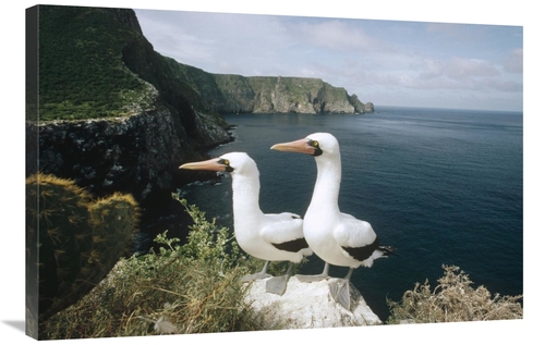 Global Gallery GCS-451293-2436-142 24 x 36 in. Masked Booby Courting P