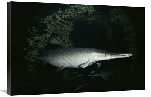 Global Gallery GCS-450619-2436-142 24 x 36 in. Alligator Gar Art Print