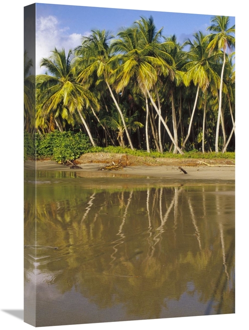 Global Gallery GCS-452855-1624-142 16 x 24 in. Coconut Palm Trees Line