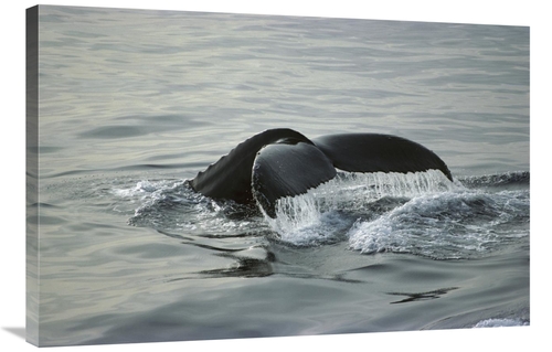 Global Gallery GCS-451711-2436-142 24 x 36 in. Humpback Whale Tail&#44