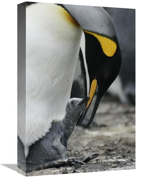 Global Gallery GCS-453567-1218-142 12 x 18 in. King Penguin Feeding A 