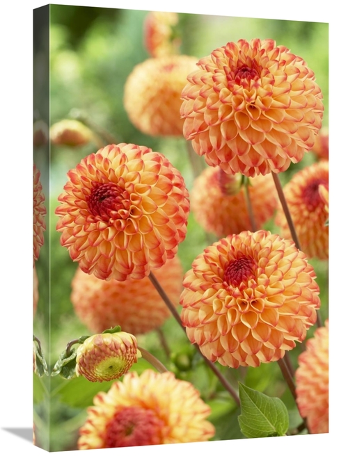 Global Gallery GCS-398347-1624-142 16 x 24 in. Dahlia Mirella Variety 