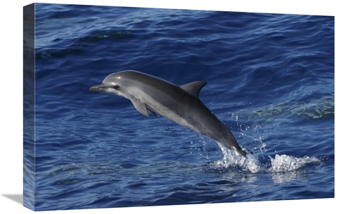 Global Gallery GCS-453578-1624-142 16 x 24 in. Spinner Dolphin Jumping