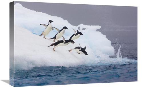 Global Gallery GCS-395824-1624-142 16 x 24 in. Adelie Penguin Diving O