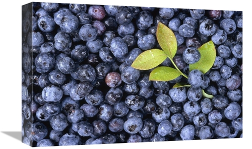 12 x 18 in. Bilberry Group with Small Branch, North America Art Pr