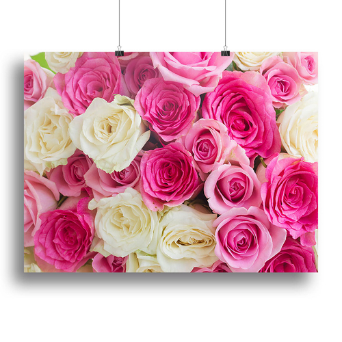 Pink and white fresh rose flowers Canvas Print or Poster
