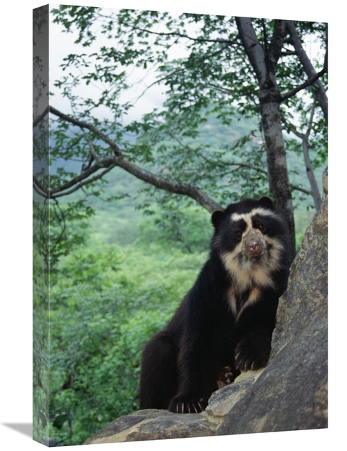 Global Gallery GCS-451465-1624-142 16 x 24 in. Spectacled Bear, Ce