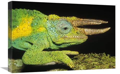 Global Gallery GCS-452427-1624-142 16 x 24 in. Jacksons Chameleon Male