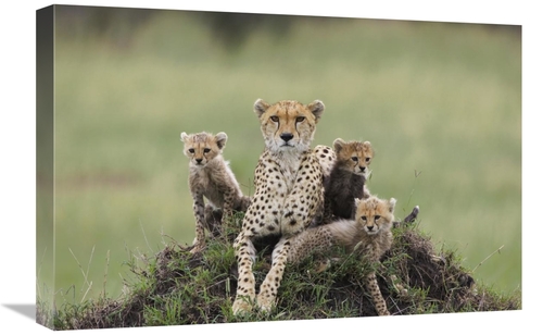 Global Gallery GCS-395841-1624-142 16 x 24 in. Cheetah Mother & Eight 