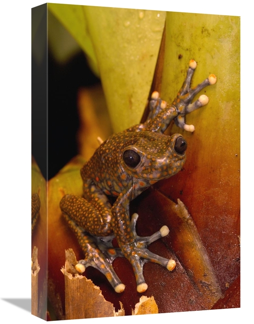 Global Gallery GCS-453177-1218-142 12 x 18 in. Strawberry Tree Frog Ma