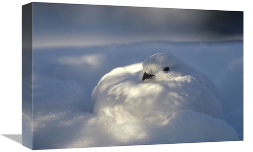 Global Gallery GCS-451850-1218-142 12 x 18 in. Willow Ptarmigan Camouf