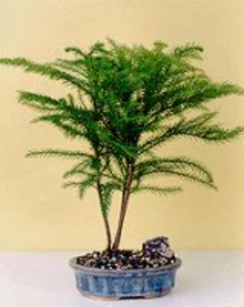 Norfolk Island Pine-Medium(Araucaria Heterophila)