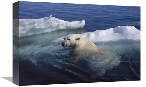 Global Gallery GCS-450969-1218-142 12 x 18 in. Polar Bear Swimming&#44