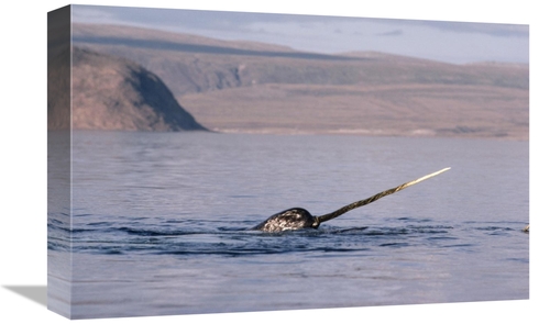 Global Gallery GCS-450594-1218-142 12 x 18 in. Narwhal Surfacing, 