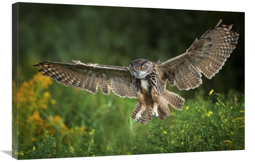 Global Gallery GCS-398213-2436-142 24 x 36 in. Eagle Owl Landing, 