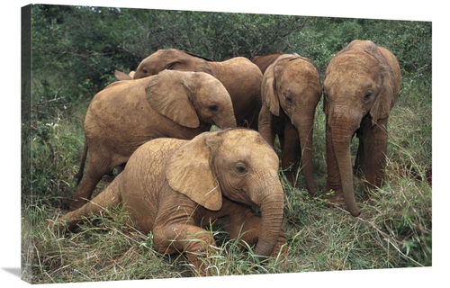 24 x 36 in. African Elephant Juveniles, Nairobi National Park,