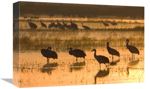 Global Gallery GCS-452610-1218-142 12 x 18 in. Sandhill Cranes, Bo