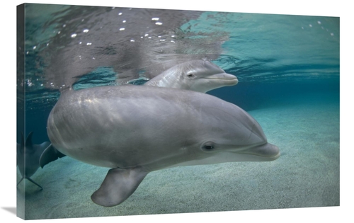 Global Gallery GCS-450673-2436-142 24 x 36 in. Bottlenose Dolphin,