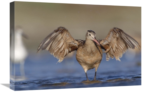 Global Gallery GCS-396248-1624-142 16 x 24 in. Marbled Godwit Stretchi