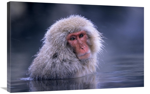 Global Gallery GCS-453601-2436-142 24 x 36 in. Japanese Macaque Adult 