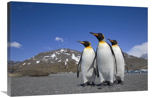 Global Gallery GCS-395348-2436-142 24 x 36 in. King Penguin Group on B