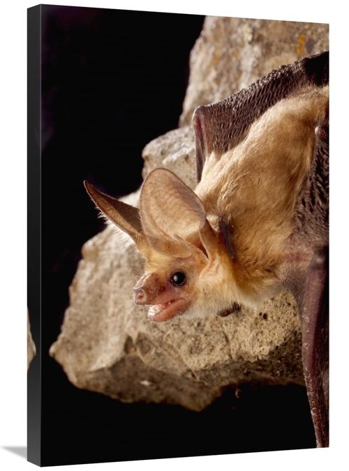 Global Gallery GCS-395705-2030-142 20 x 30 in. Pallid Bat on Rimrock a