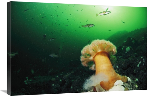 Global Gallery GCS-450830-2436-142 24 x 36 in. Tube-Dwelling Anemone&#