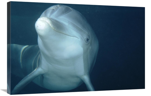 Global Gallery GCS-450660-2436-142 24 x 36 in. Bottlenose Dolphin Unde