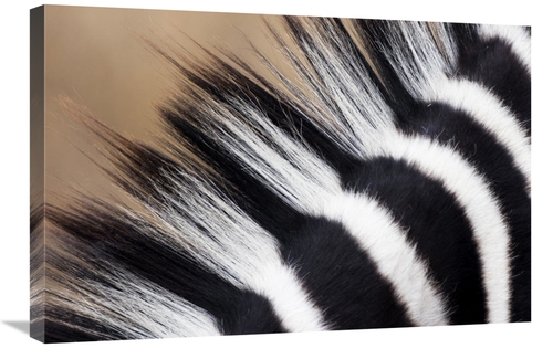 Global Gallery GCS-397436-2030-142 20 x 30 in. Zebra Mane, Khama R