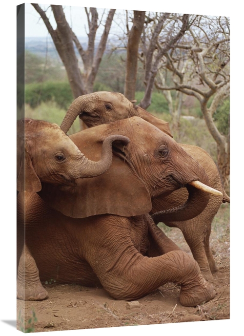Global Gallery GCS-452959-2436-142 24 x 36 in. African Elephant Baby O