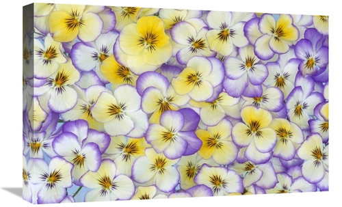 Global Gallery GCS-398293-1624-142 16 x 24 in. Violet Flowers in White