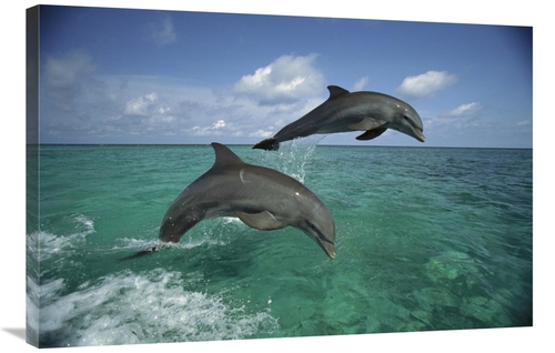Global Gallery GCS-452637-2436-142 24 x 36 in. Bottlenose Dolphin Pair