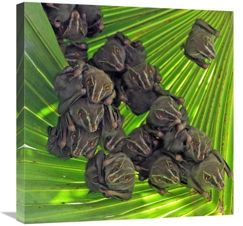 Global Gallery GCS-398535-2424-142 24 x 24 in. Peters Tent-Making Bat&