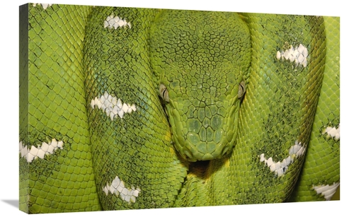 Global Gallery GCS-453188-2030-142 20 x 30 in. Emerald Tree Boa Coiled