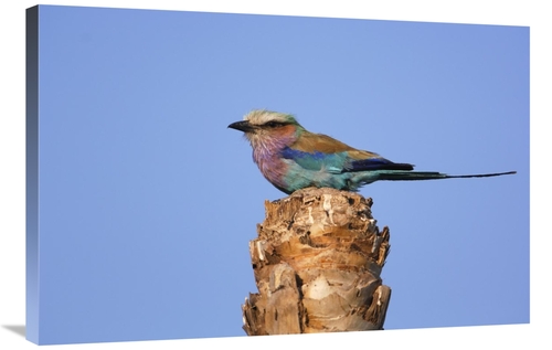 Global Gallery GCS-453267-2436-142 24 x 36 in. Lilac-Breasted Roller P