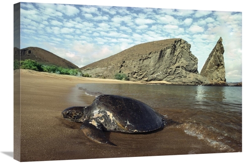 Global Gallery GCS-451058-2030-142 20 x 30 in. Green Sea Turtle, B