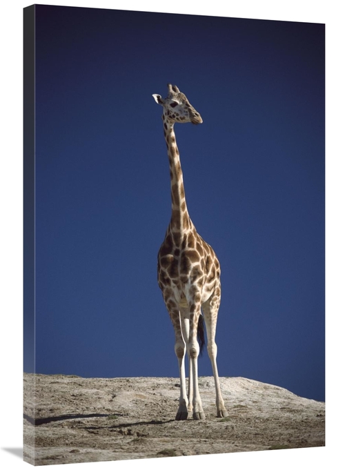 Global Gallery GCS-450839-2436-142 24 x 36 in. Rothschild Giraffe Port