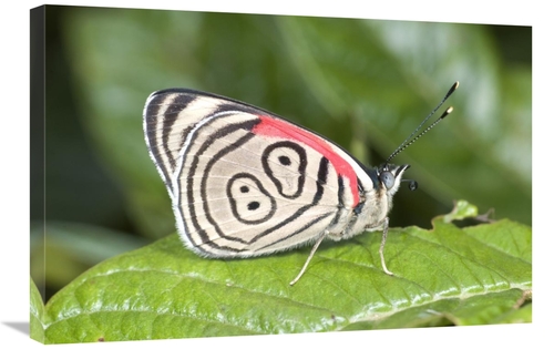 Global Gallery GCS-397271-2030-142 20 x 30 in. Eighty-Nine Butterfly&#