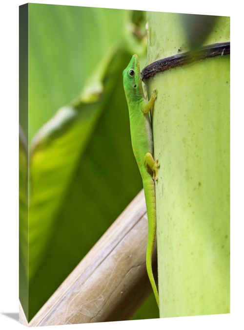 Global Gallery GCS-453644-2030-142 20 x 30 in. Andaman Day Gecko, 