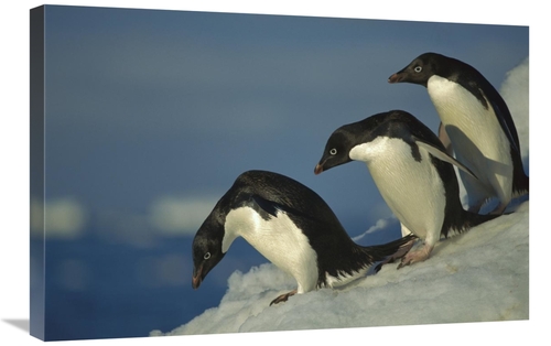 Global Gallery GCS-451721-2030-142 20 x 30 in. Adelie Penguin Commutin