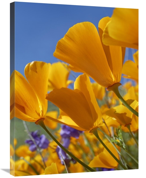 Global Gallery GCS-452254-2432-142 24 x 32 in. California Poppy Flower