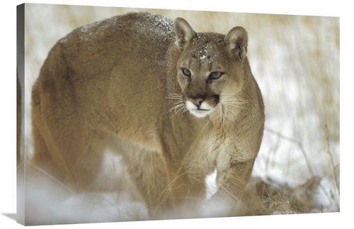 Global Gallery GCS-451952-2436-142 24 x 36 in. Mountain Lion Portrait 