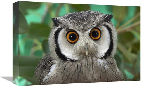 Global Gallery GCS-450897-1218-142 12 x 18 in. Southern White-Faced Ow