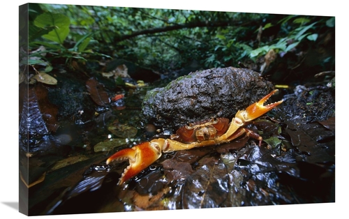 Global Gallery GCS-398552-2030-142 20 x 30 in. Short-Tailed Crab in De