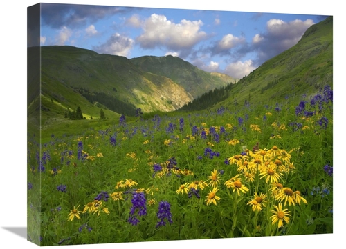 Global Gallery GCS-396567-1620-142 16 x 20 in. Orange Sneezeweed & Del