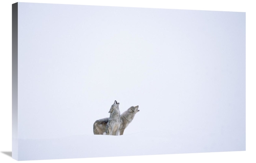 Global Gallery GCS-396245-2436-142 24 x 36 in. Timber Wolf Pair Howlin