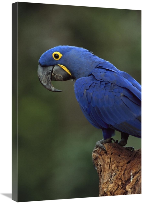 Global Gallery GCS-453121-2030-142 20 x 30 in. Hyacinth Macaw Perched 