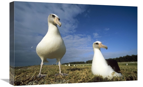 Global Gallery GCS-451427-1624-142 16 x 24 in. Laysan Albatross Pair A