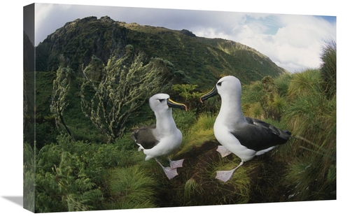 Global Gallery GCS-451792-1624-142 16 x 24 in. Yellow-Nosed Albatrosse